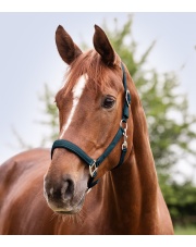 Waldhausen kantar Satin 24h