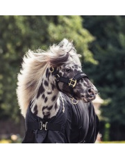 Back on Track kantar Werano Shetland